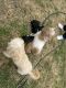Shih Tzu Puppies for sale in 1121 Garden Gate Cir, Garland, TX 75043, USA. price: $450