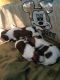 Shih Tzu Puppies for sale in Vijay nagar, Stage 2, Naagarabhaavi, Bengaluru, Karnataka, India. price: 562109 INR