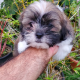 Shih Tzu Puppies for sale in Pearl City, HI 96782, USA. price: NA