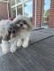 Shih Tzu Puppies for sale in Pearland, TX 77584, USA. price: $300