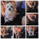 Shih Tzu Puppies for sale in Selma, CA 93662, USA. price: $650