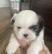 Shih Tzu Puppies for sale in Kailua, HI, USA. price: $2,400