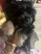 Shih Tzu Puppies for sale in The Bronx, NY 10458, USA. price: NA
