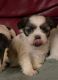 Shih Tzu Puppies for sale in Malo, WA 99150, USA. price: $1,000