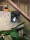 Shih Tzu Puppies for sale in 3007 S Mt Carmel Ave, Wichita, KS 67217, USA. price: $600