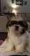 Shih Tzu Puppies for sale in Dallas, TX 75253, USA. price: $600