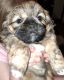 Shih Tzu Puppies for sale in Hamilton, MT 59840, USA. price: $1,200