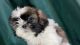 Shih Tzu Puppies for sale in Fresno, CA, USA. price: $850