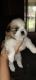 Shih Tzu Puppies for sale in Evangeline Parish, LA, USA. price: $600