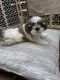 Shih Tzu Puppies for sale in Addison, TX, USA. price: $600