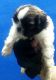Shih Tzu Puppies for sale in 6, Jaipur Golden Hospital Rd, Pocket 1, Sector 3A, Rohini, Delhi, 110085, India. price: 13,000 INR