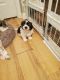 Shih Tzu Puppies for sale in El Cajon, CA, USA. price: $1,200