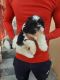 Shih Tzu Puppies for sale in 6, Jaipur Golden Hospital Rd, Pocket 1, Sector 3A, Rohini, Delhi, 110085, India. price: 13,000 INR
