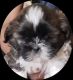 Shih Tzu Puppies for sale in 6, Jaipur Golden Hospital Rd, Pocket 1, Sector 3A, Rohini, Delhi, 110085, India. price: 13,500 INR