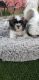 Shih Tzu Puppies for sale in Mesa, AZ 85201, USA. price: NA