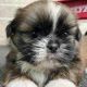 Shih Tzu Puppies for sale in Stone Oak, San Antonio, TX, USA. price: $450
