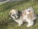 Shih Tzu Puppies for sale in Tucson, AZ, USA. price: NA