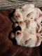 Shih Tzu Puppies for sale in Mesquite, TX, USA. price: $700