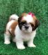 Shih Tzu Puppies for sale in Dallas, TX, USA. price: $400