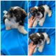 Shih Tzu Puppies for sale in Dallas, TX 75211, USA. price: $850