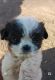 Shih Tzu Puppies for sale in Phoenix, AZ 85053, USA. price: NA