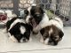 Shih Tzu Puppies for sale in Queen Creek, AZ, USA. price: NA