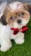 Shih Tzu Puppies for sale in Queen Creek, AZ 85143, USA. price: NA