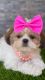 Shih Tzu Puppies for sale in Queen Creek, AZ 85143, USA. price: NA