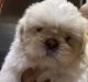 Shih Tzu Puppies for sale in San Antonio, TX, USA. price: $800
