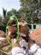 Shih Tzu Puppies for sale in Nelamangala Town, Karnataka 562123, India. price: 13,000 INR