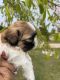 Shih Tzu Puppies for sale in Harrison, MI 48625, USA. price: $1,800