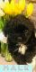 Shih Tzu Puppies for sale in El Paso, TX 79936, USA. price: NA