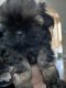 Shih Tzu Puppies for sale in Central California, CA, USA. price: NA