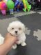 Shih Tzu Puppies for sale in Bronx, NY, USA. price: NA