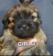 Shih Tzu Puppies for sale in Garland, TX, USA. price: $700