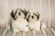Shih Tzu Puppies for sale in Mumbai, Maharashtra, India. price: 35,000 INR