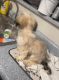 Shih Tzu Puppies for sale in Dallas, TX, USA. price: $450