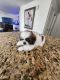 Shih Tzu Puppies for sale in Mesa, AZ, USA. price: $750