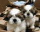 Shih Tzu Puppies for sale in Malleshwara, Bengaluru, Karnataka, India. price: 15,000 INR