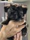 Shih Tzu Puppies for sale in Yuba City, CA, USA. price: NA