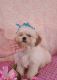 Shih Tzu Puppies for sale in West Plains, MO 65775, USA. price: $1,200