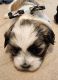 Shih Tzu Puppies for sale in 1396 Persimmon St, Lemoore, CA 93245, USA. price: $800