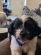 Shih Tzu Puppies for sale in 1396 Persimmon St, Lemoore, CA 93245, USA. price: $800