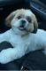 Shih Tzu Puppies for sale in San Leandro, CA 94577, USA. price: NA