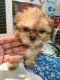 Shih Tzu Puppies for sale in Baton Rouge, LA, USA. price: $950