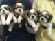 Shih Tzu Puppies for sale in Bengaluru, Karnataka, India. price: 12,500 INR