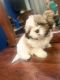 Shih Tzu Puppies for sale in San Leandro, CA 94577, USA. price: $700