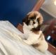 Shih Tzu Puppies for sale in San Leandro, CA 94577, USA. price: $500