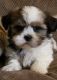 Shih Tzu Puppies for sale in Dallas, TX, USA. price: $500