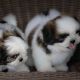 Shih Tzu Puppies for sale in Netawaka, KS 66516, USA. price: $100